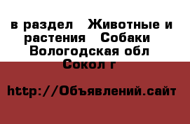  в раздел : Животные и растения » Собаки . Вологодская обл.,Сокол г.
